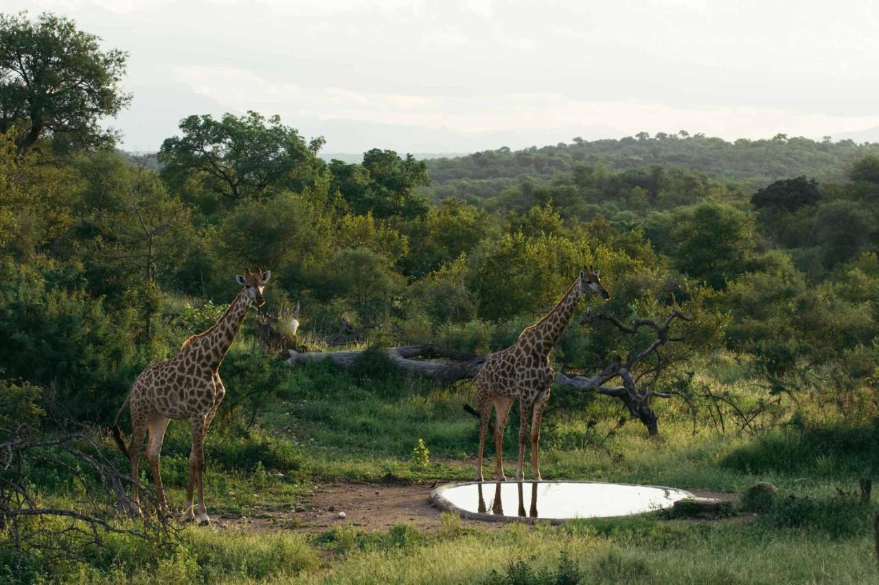Isambane Camp Villa Balule Game Reserve Exterior photo