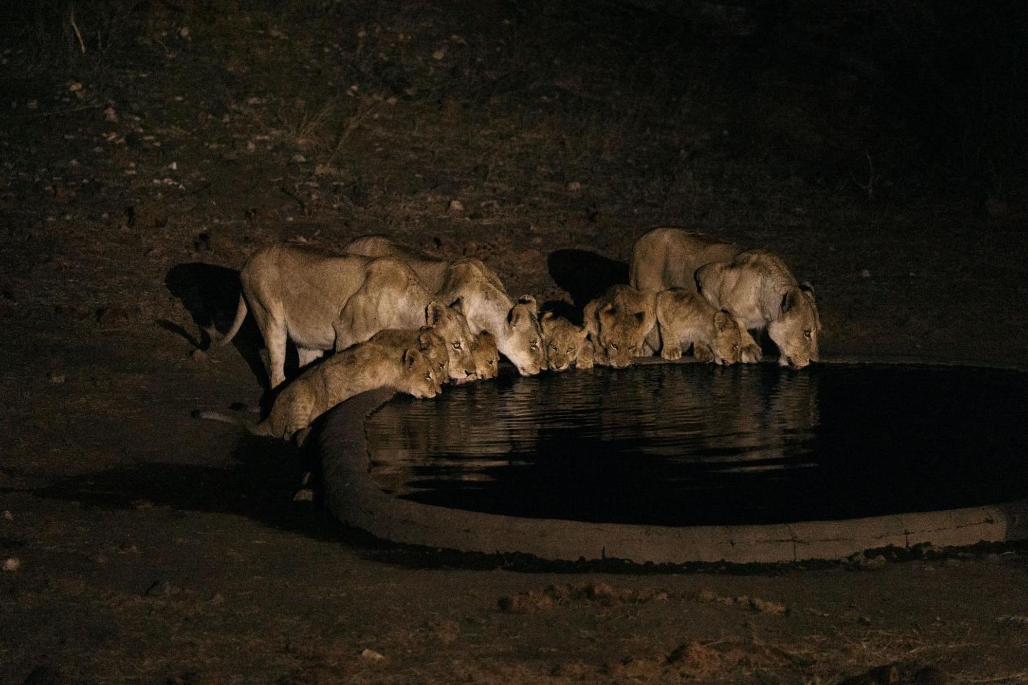 Isambane Camp Villa Balule Game Reserve Exterior photo