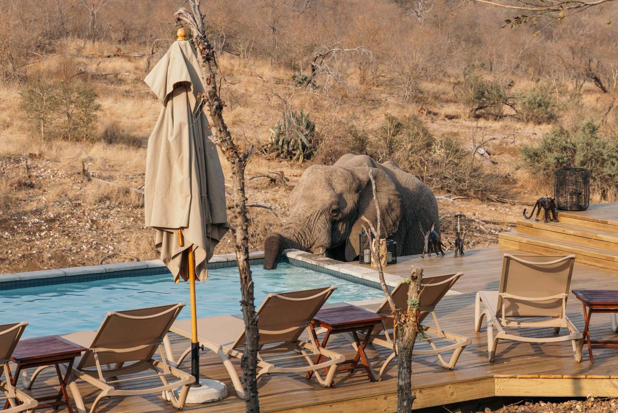 Isambane Camp Villa Balule Game Reserve Exterior photo